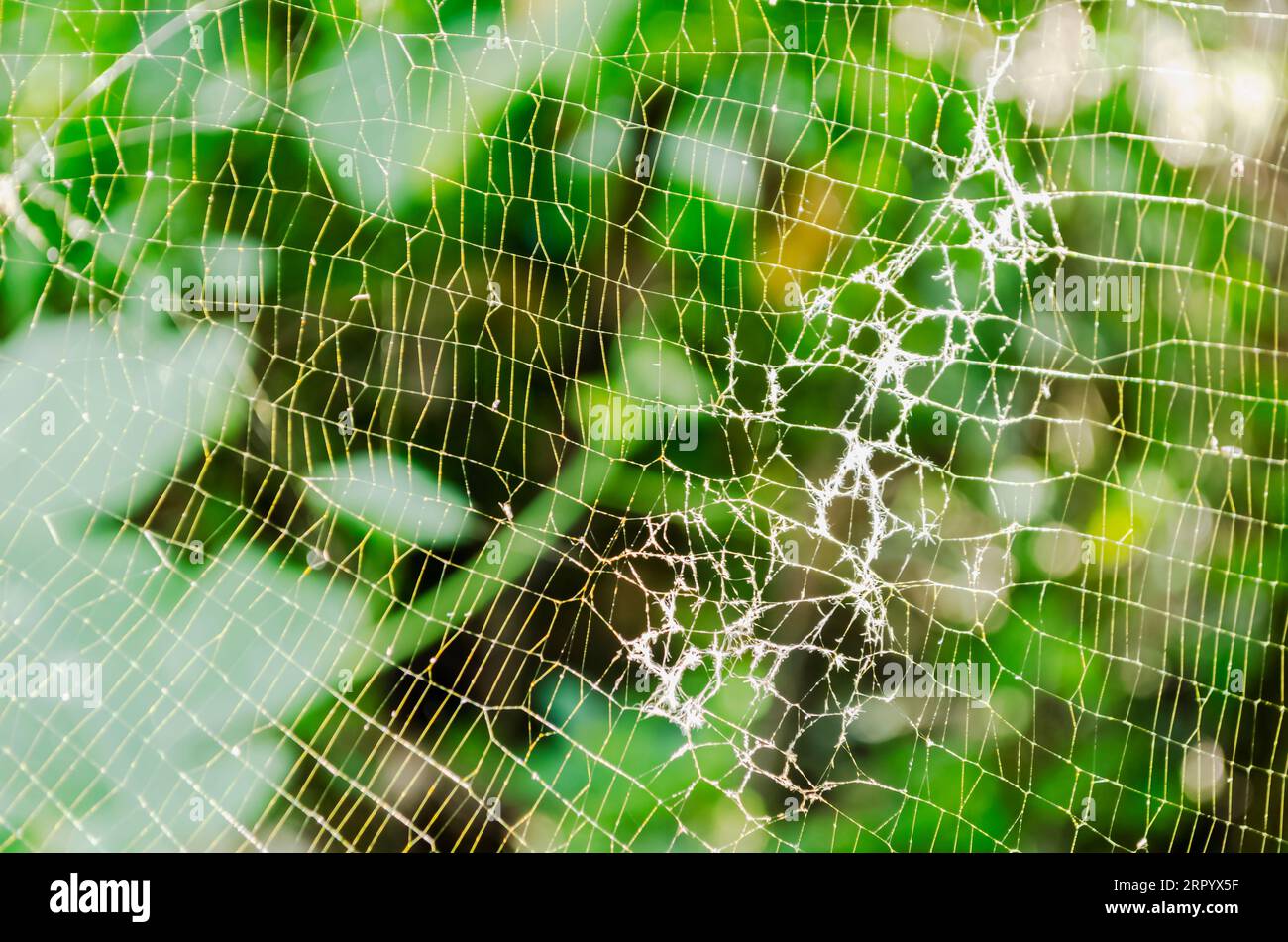 Web Texture