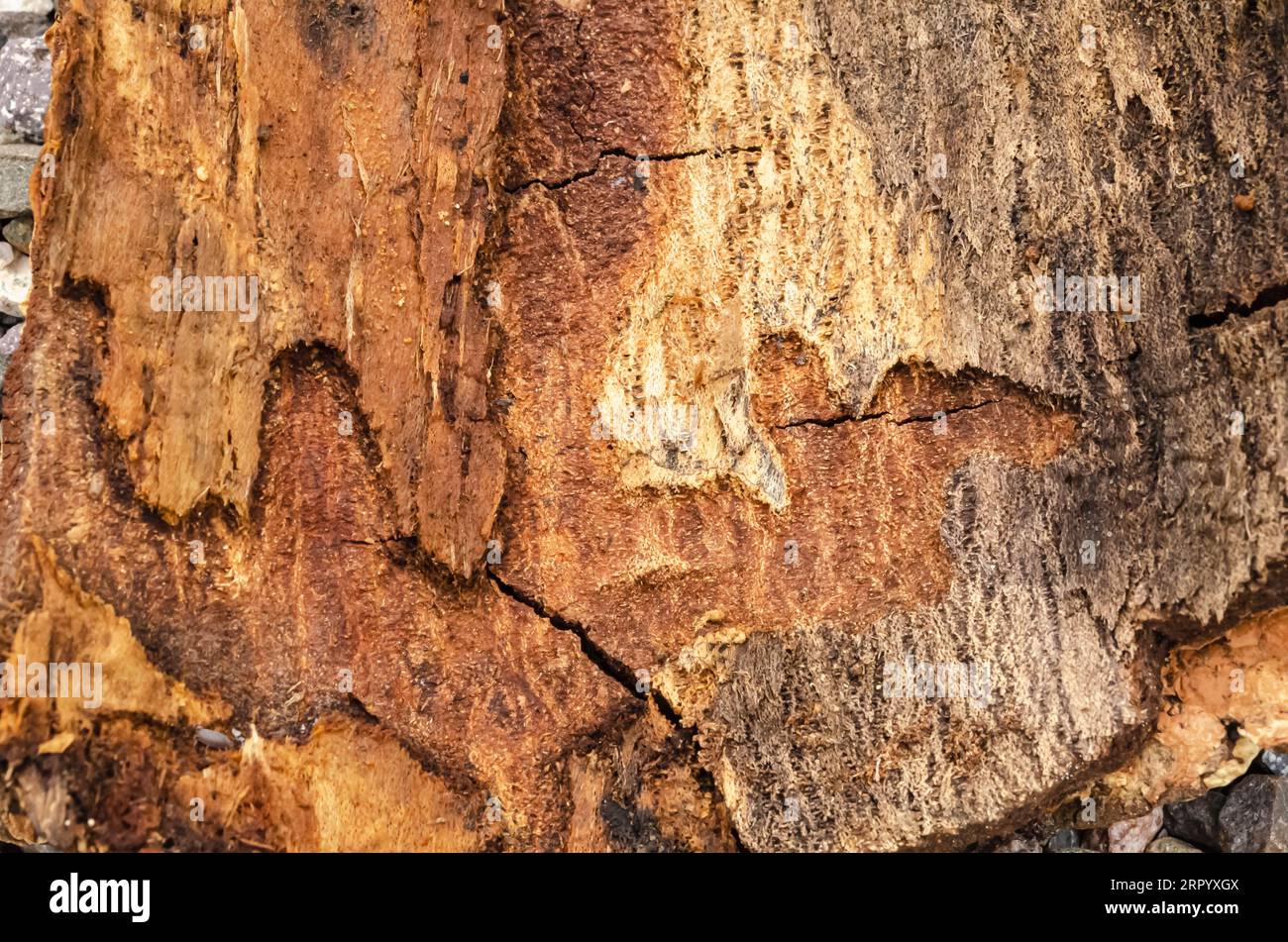 This is a closeup of the rough interior of a lebbeck tree bark oon the ground covered with pebbles. Stock Photo