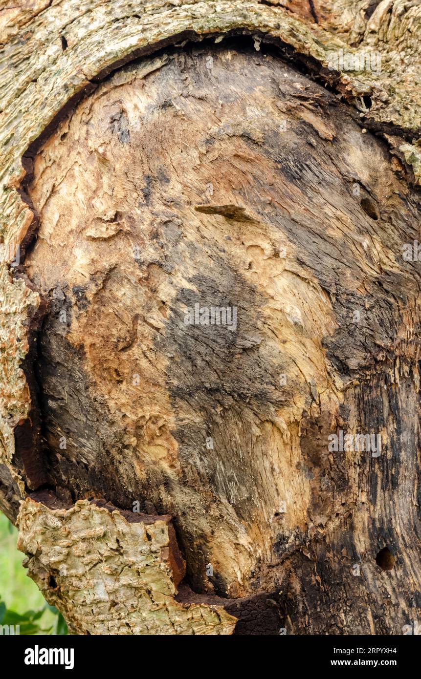 This is the closeup of a portion of the lebbeck tree bark  that is peeled showing the smooth internal. Stock Photo