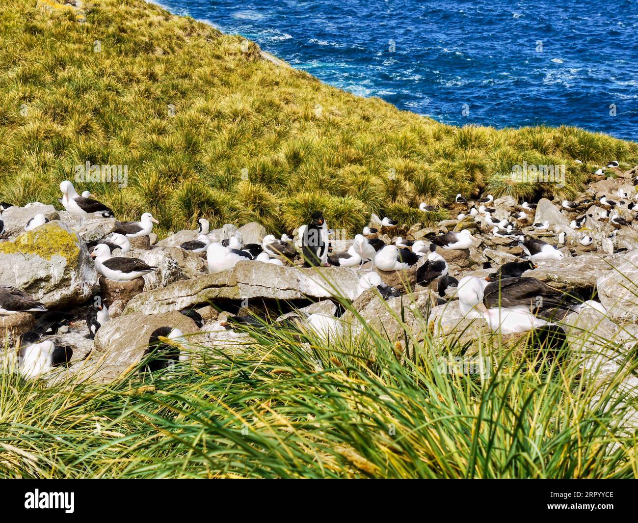 In the Falkland Islands a rookery of black-browed albatrosses (Thalassarche melanophris) with a few southern rockhopper penguins, nesting. Stock Photo