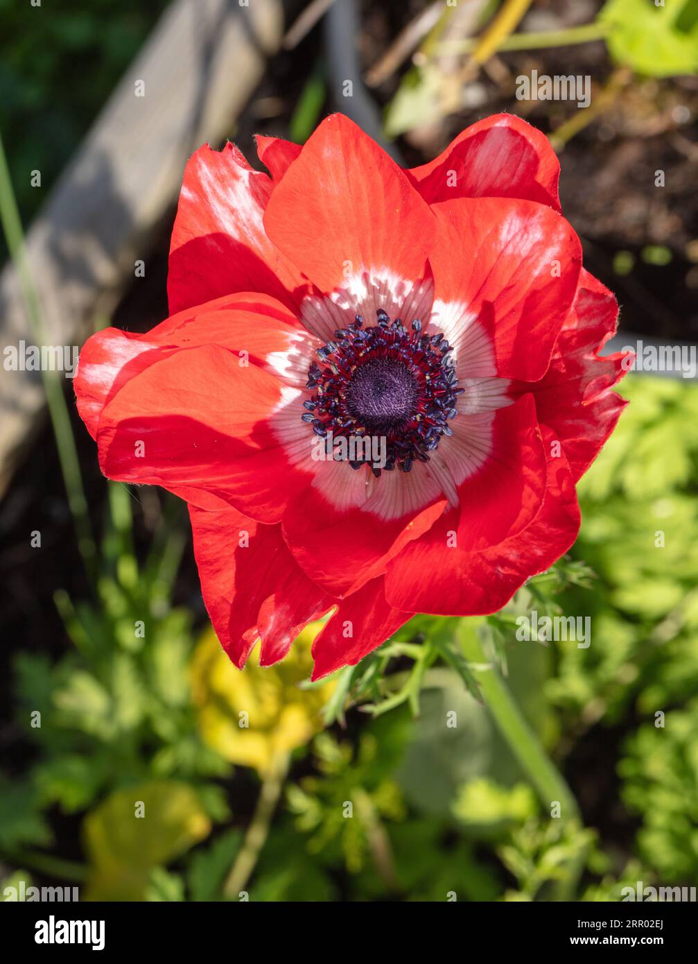 'Sylphide' Poppy anemone, Bukettanemon (Anemone coronaria) Stock Photo