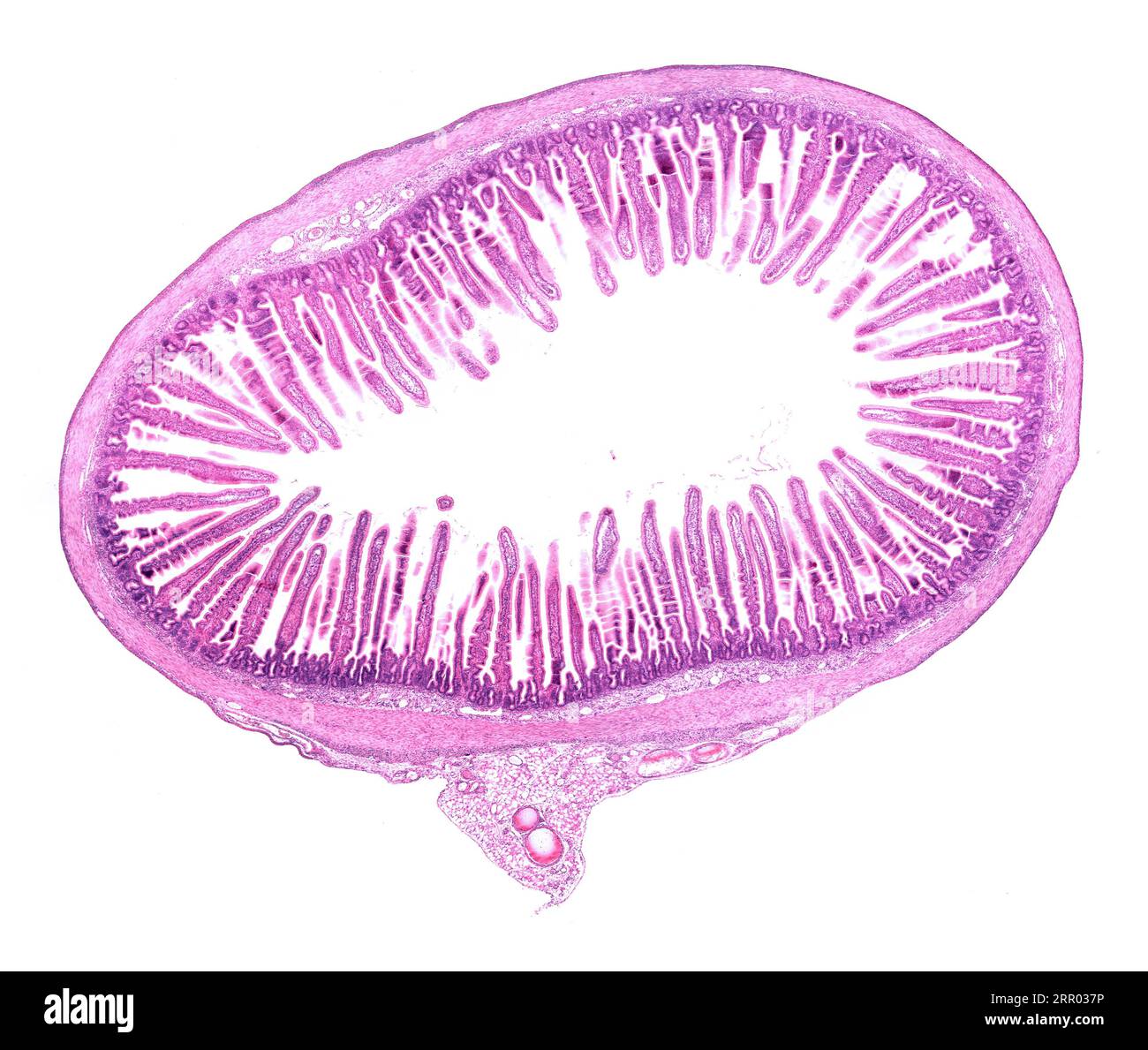 Small intestine villi, light micrograph Stock Photo - Alamy