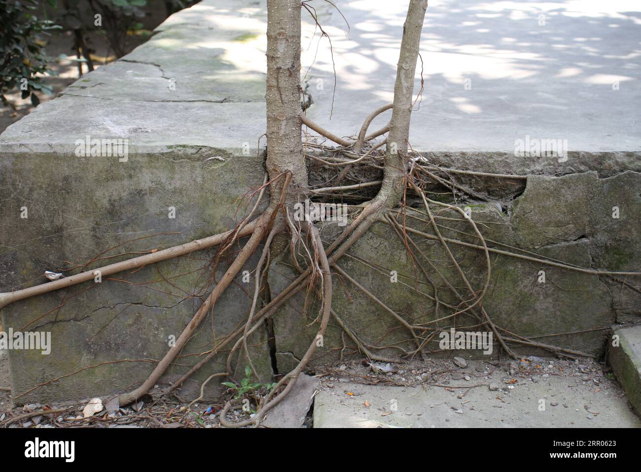 The tree roots are growing from a concrete platform Stock Photo Alamy