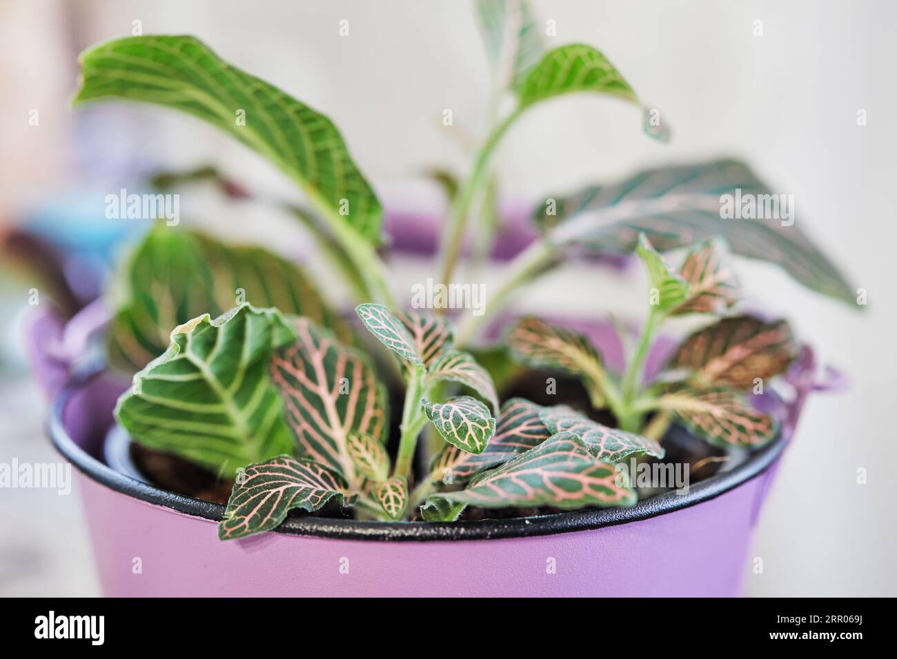 Fittonia white-veined in pink pot in the home kitchen. Close up. Stock Photo
