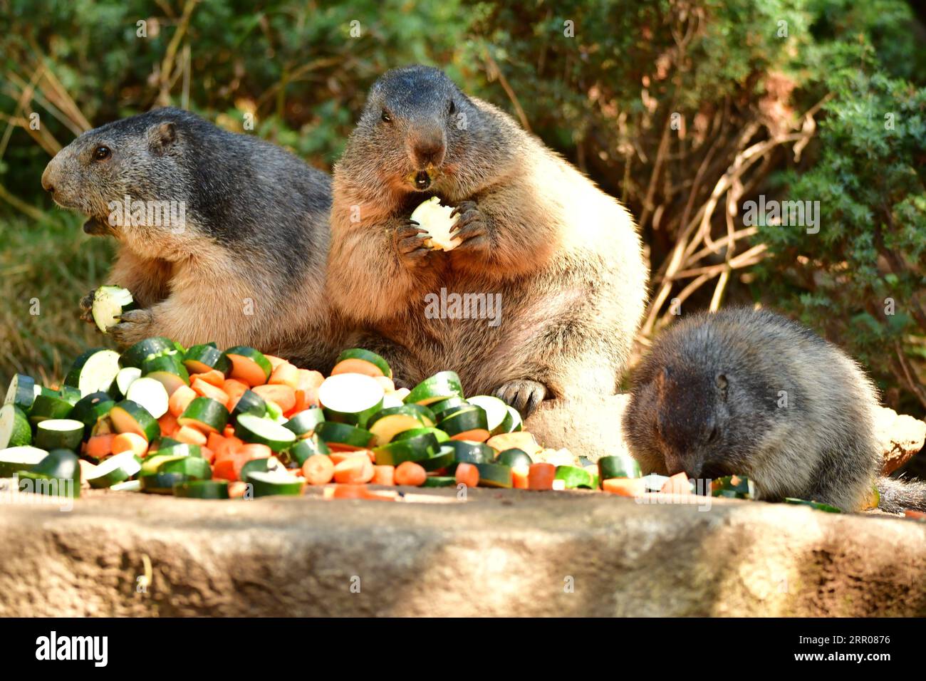 A closeup of a family of Alpine marmots feeding on freshly picked vegetables Stock Photo
