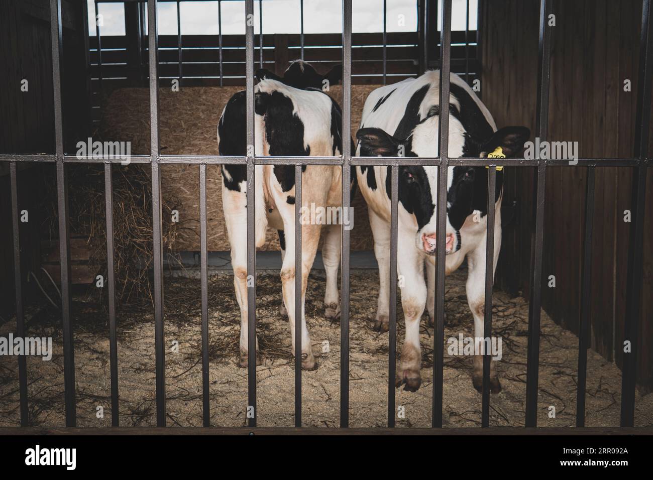 A cow and her calf are standing in a cage. Cattle breeding. focus on the cell Stock Photo