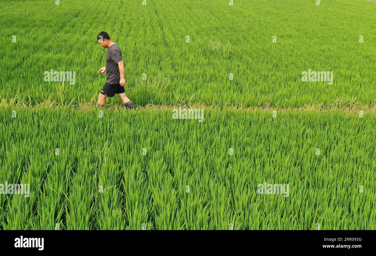 Production of quality seedlings hi-res stock photography and images - Alamy