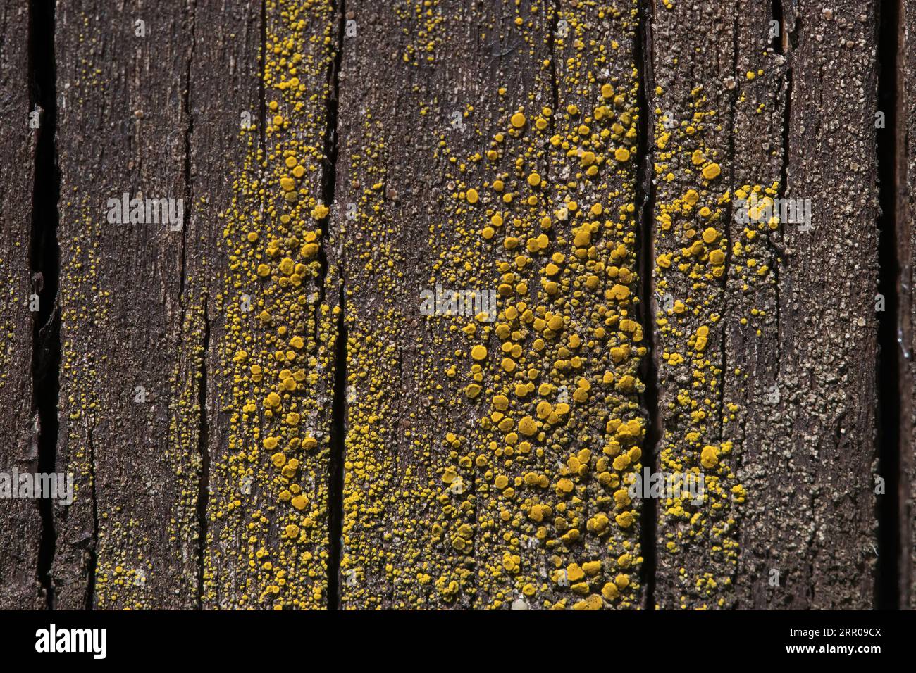 old wood texture Stock Photo