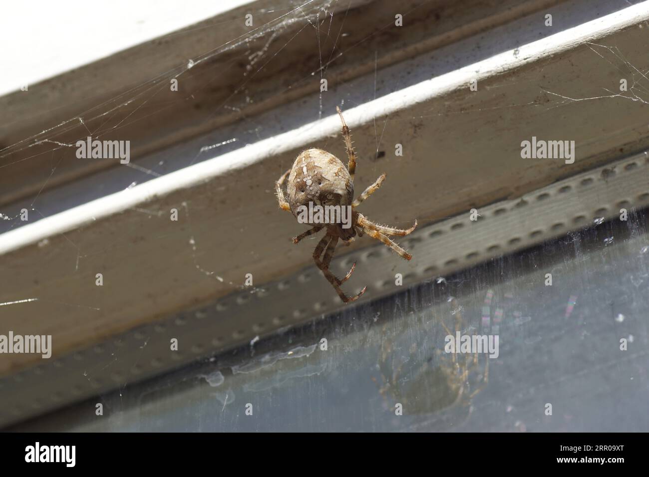 Female European garden spider (Araneus diadematus). In front of a faded window. Dutch garden. Late summer, September. Family Orb-weaver spiders Stock Photo