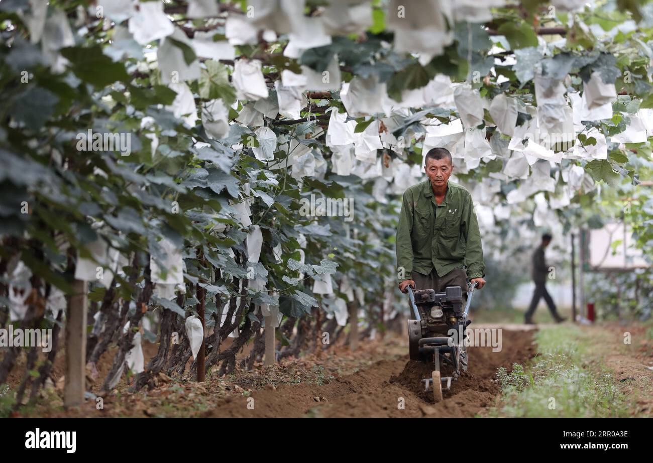 200805 -- ANSHAN, Aug. 5, 2020 -- A worker ploughs the field at Anshan Lyutaijia vineyard in Guoziyuan Village of Tangjiafang Town in Anshan City, northeast China s Liaoning Province, Aug. 4, 2020. The Anshan Lyutaijia vineyard is located at the foot of Qianshan Mountain. The vineyard irrigates grapes with milk and fermented soybean cakes. The grape industry not only helps increase income of villagers but also attracts a large number of tourists.  CHINA-LIAONING-ANSHAN-GRAPE INDUSTRY CN YaoxJianfeng PUBLICATIONxNOTxINxCHN Stock Photo