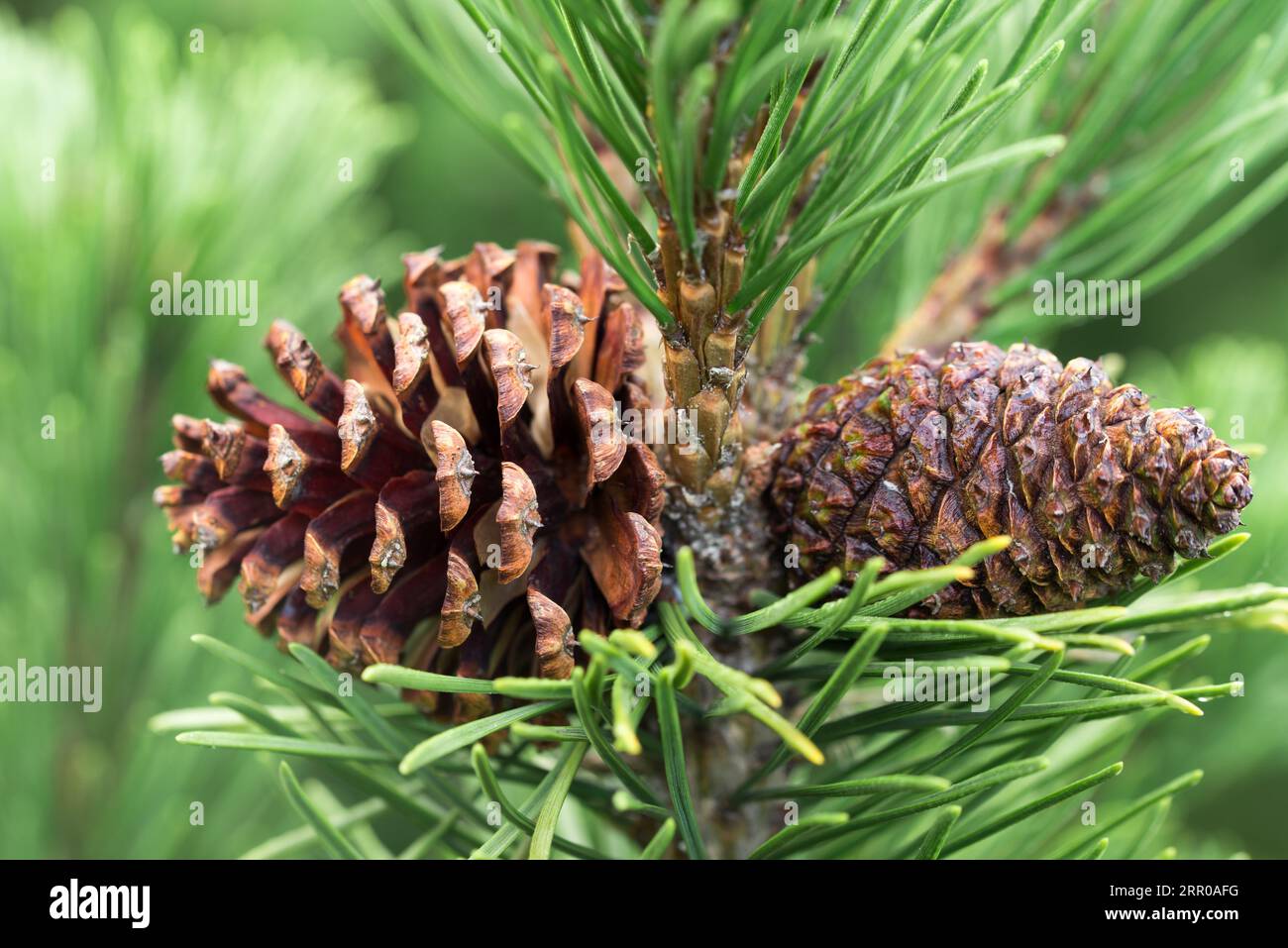 Pinus mugo, brown mountain pine cones closeup selective focus Stock Photo