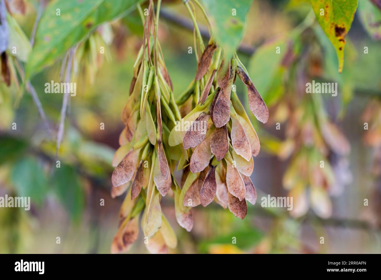 Acer negundo, box elder seeds on branch closeup selective focus Stock Photo
