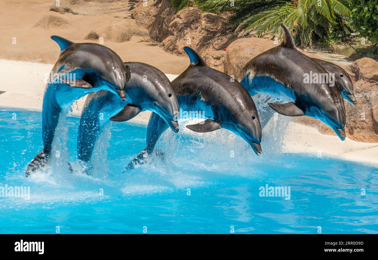 Beautiful dolphins swimming. Dolphin jumping above blue water Stock Photo