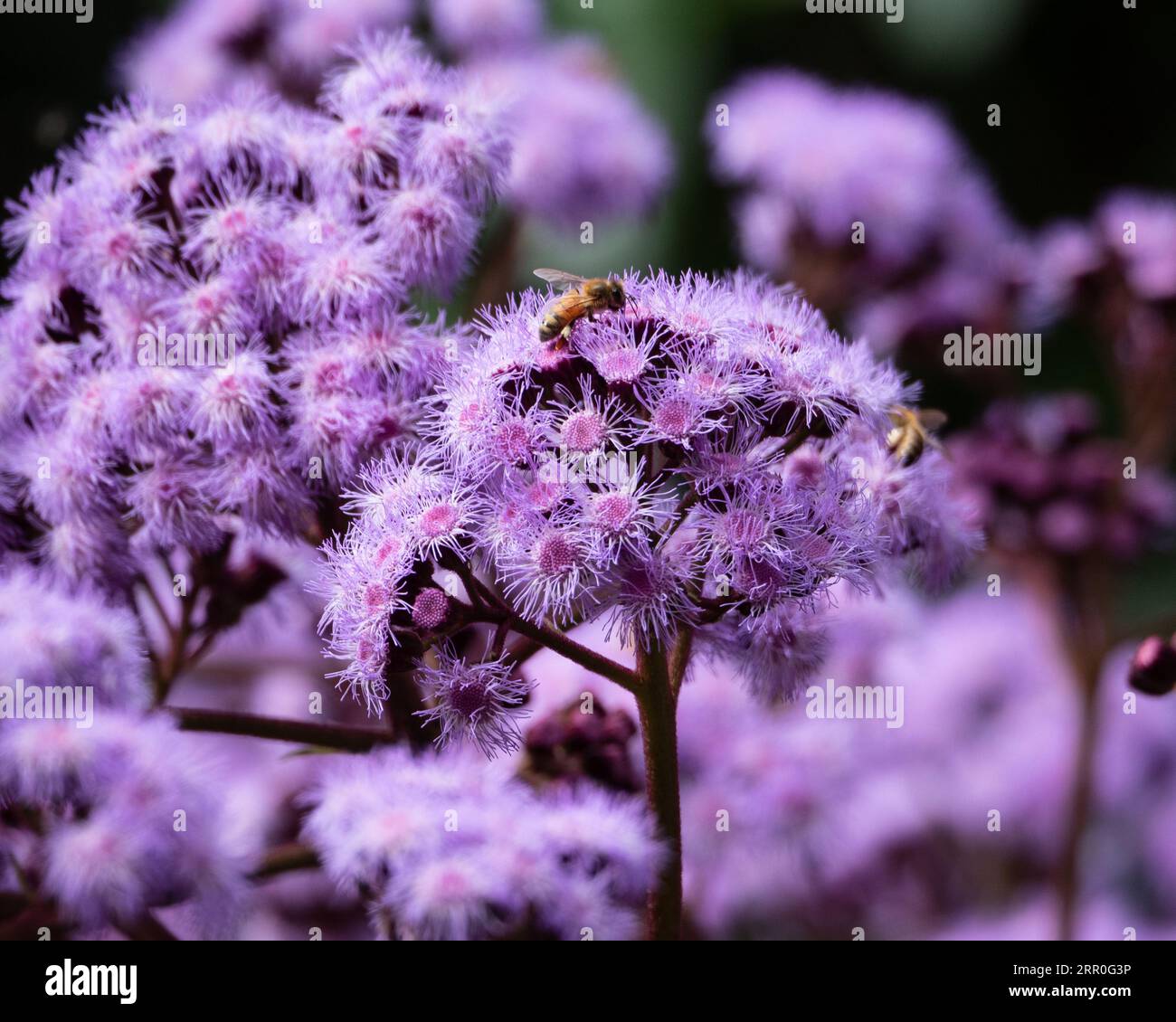 A mass of purple mauve Blue Mist Flowers with a buzzing of bees pollinating, spring flowering Stock Photo