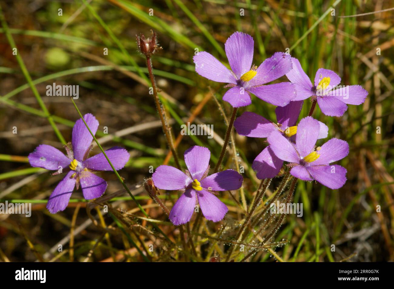 Flowers of Byblis filifolia, the carnivorous rainbow plant, in natural habitat, Western Australia Stock Photo