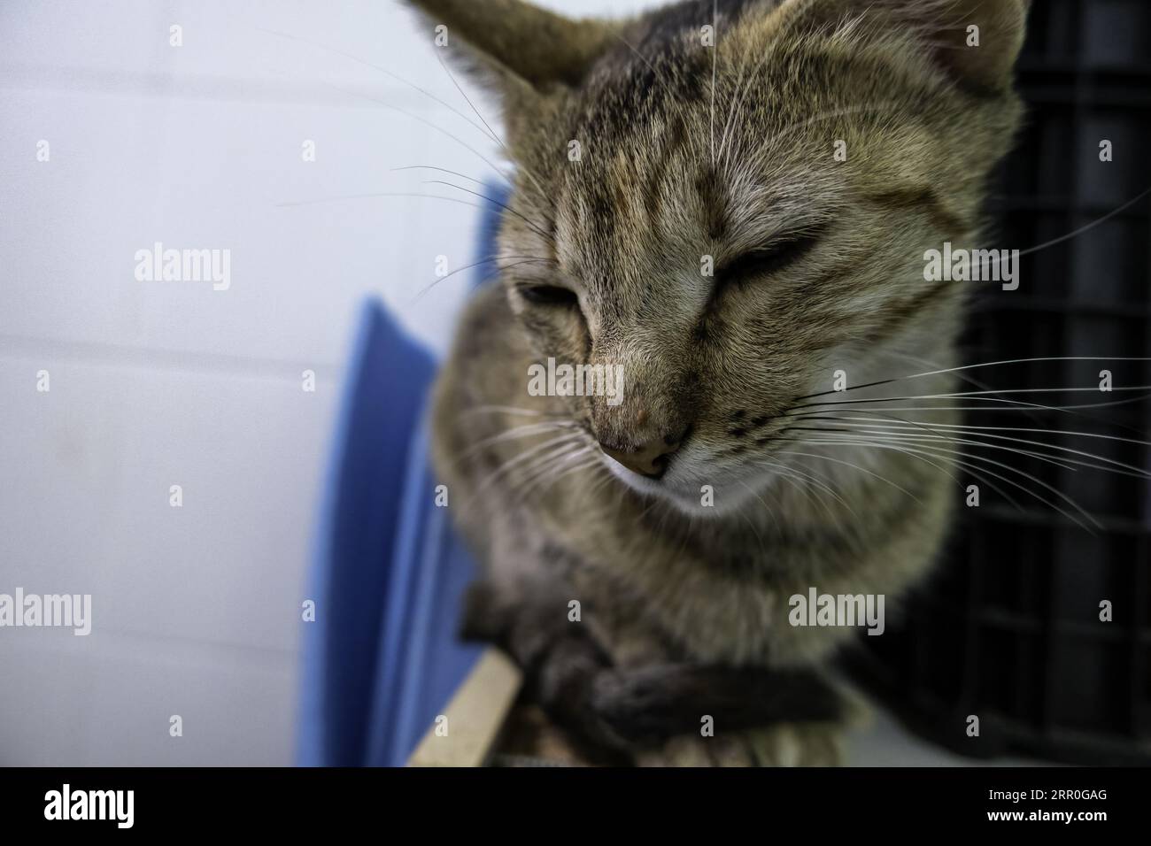 Detail of domestic animals abandoned in the street, animal abuse Stock ...