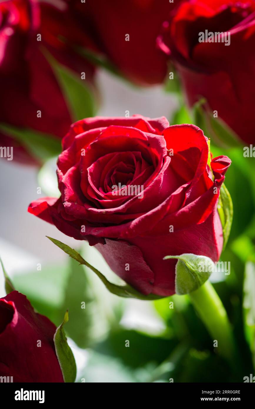A vibrant red rose flower with lush green leaves Stock Photo - Alamy