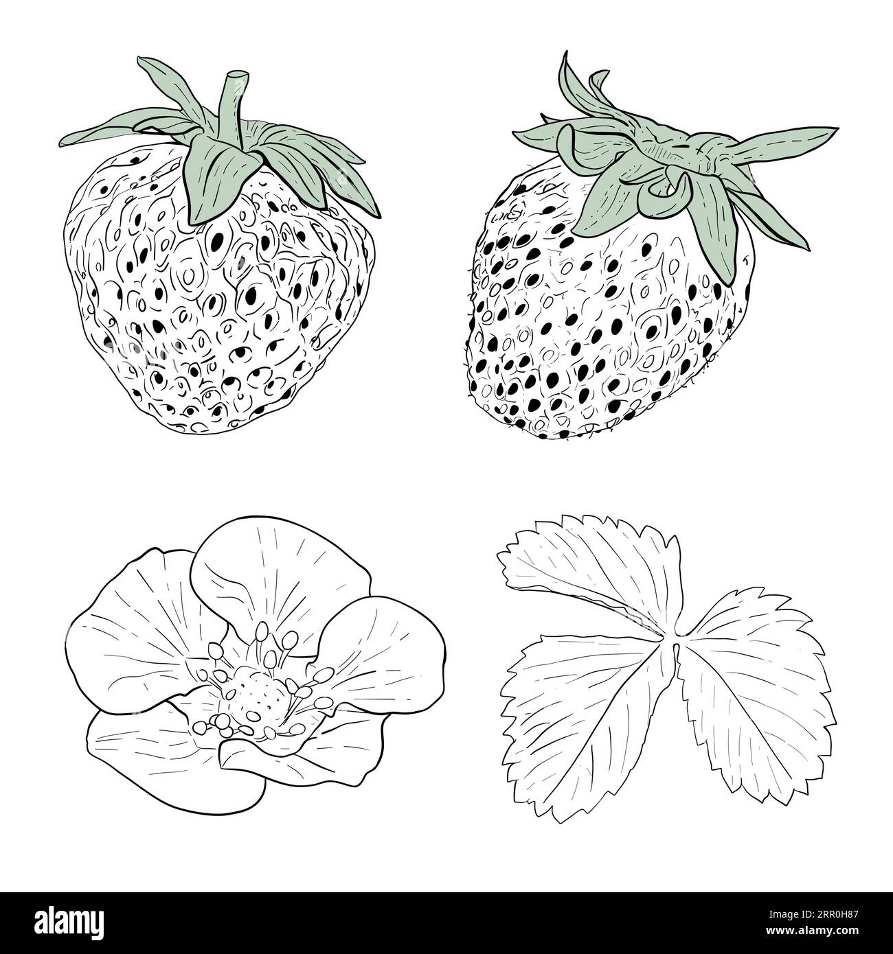 Vector Set of strawberries hand drawn. Isolated berries, branches, flowers and leaves on white background. Vector, line illustration. Print for fabric Stock Vector