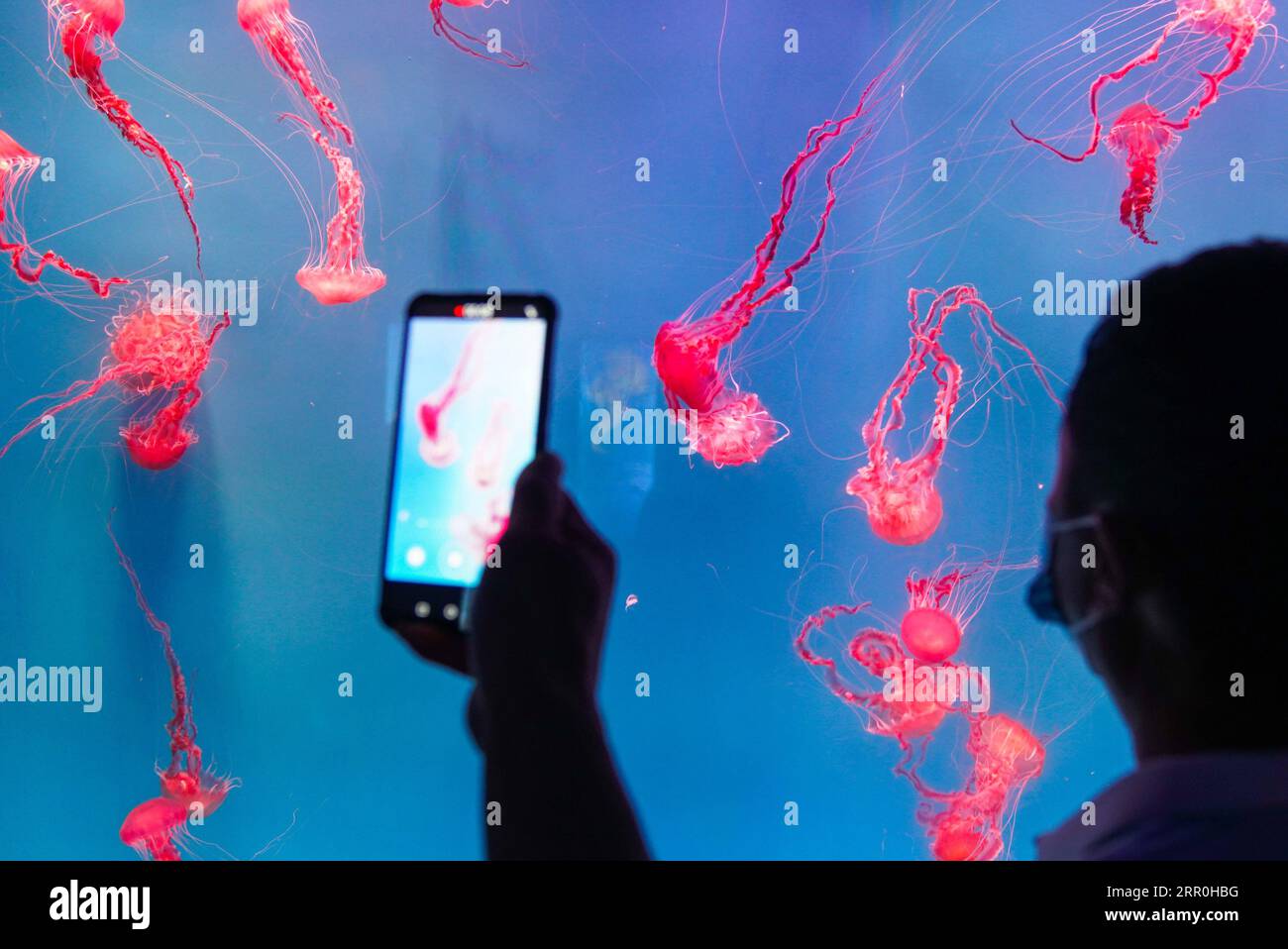 200815 -- CHANGCHUN, Aug. 15, 2020 -- A visitor takes photos of jellyfish at the 19th China Changchun International Agriculture and Food Fair Expo, in Changchun, northeast China s Jilin Province, Aug. 15, 2020.  CHINA-JILIN-CHANGCHUN-AGRICULTURE AND FOOD EXPO-AQUATICS CN YanxLinyun PUBLICATIONxNOTxINxCHN Stock Photo