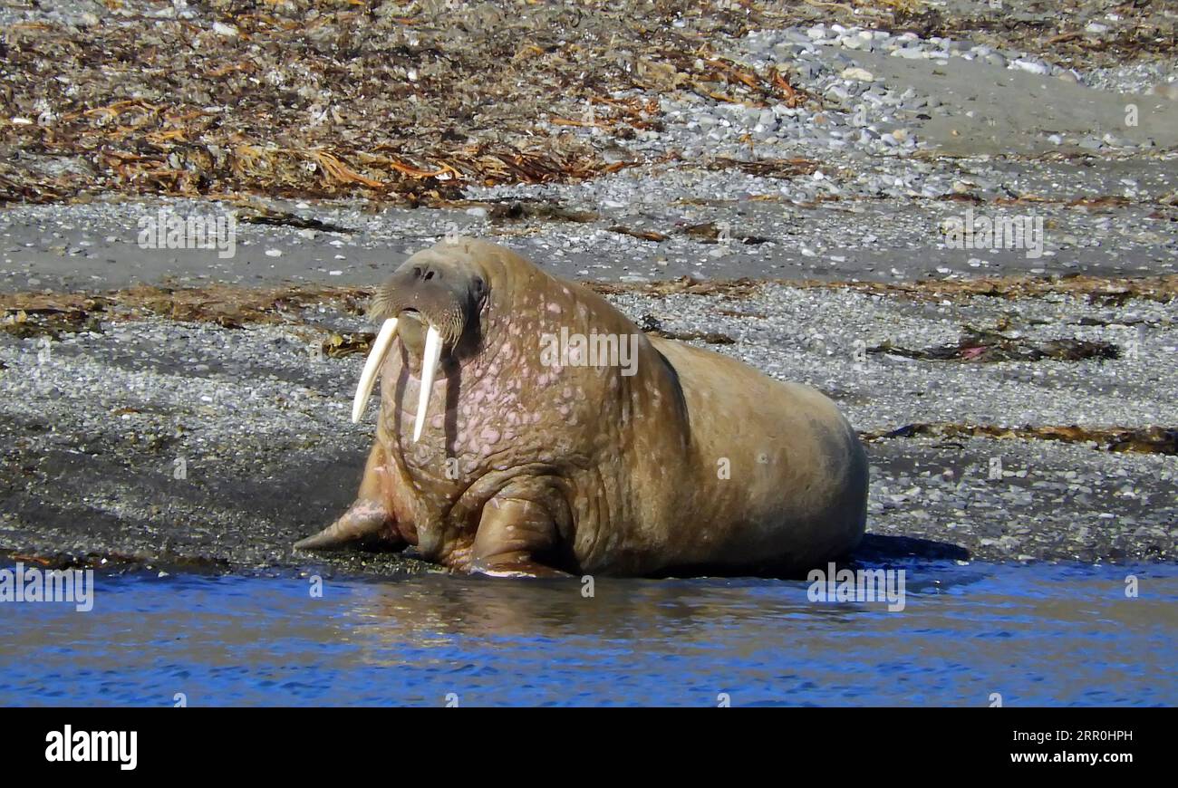 Walrus tusks ivory hi-res stock photography and images - Alamy