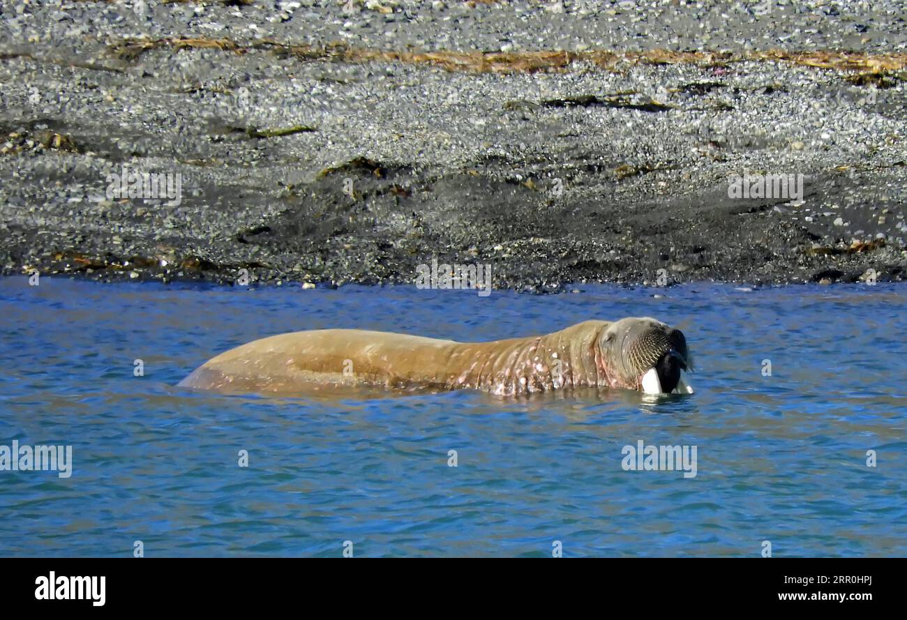 Walrus tusks ivory hi-res stock photography and images - Alamy