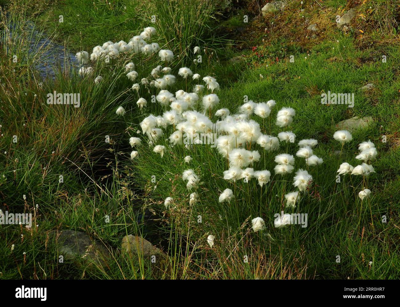 pretty white arctic cotton  flowers  in the grasslands tundra in longyearbyen on the island of spitsbergen, svalbard, norway Stock Photo
