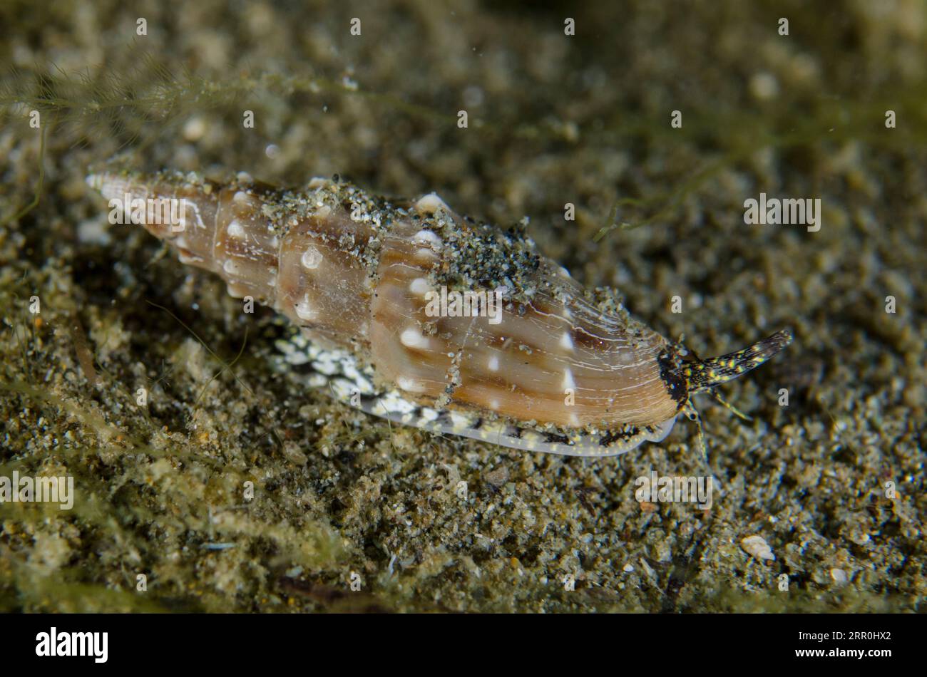 Miter Shell, Mitra sp, night dive, Bandara dive site, Weda, Halmahera, North Maluku, Indonesia, Halmahera Sea Stock Photo