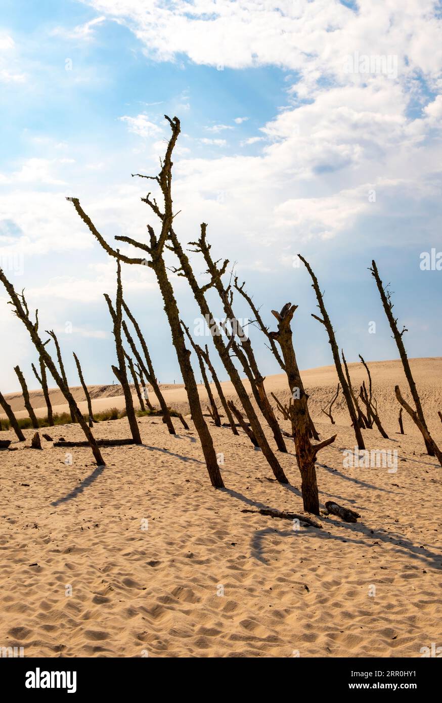Dead trees, Slovincian National Park, Slowinski Park Narodowy, Poland Stock Photo