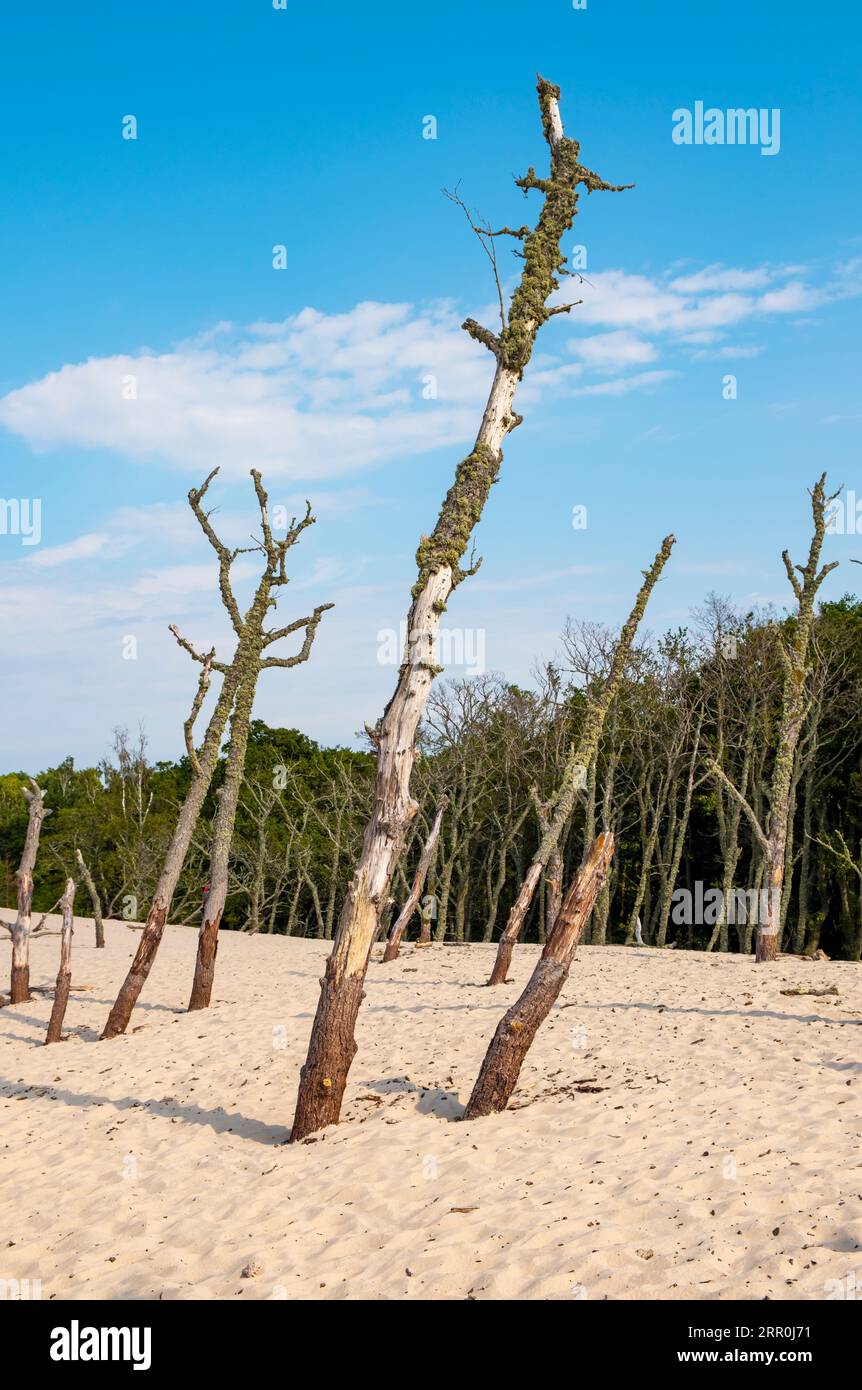 Dead trees, Slovincian National Park, Slowinski Park Narodowy, Poland Stock Photo