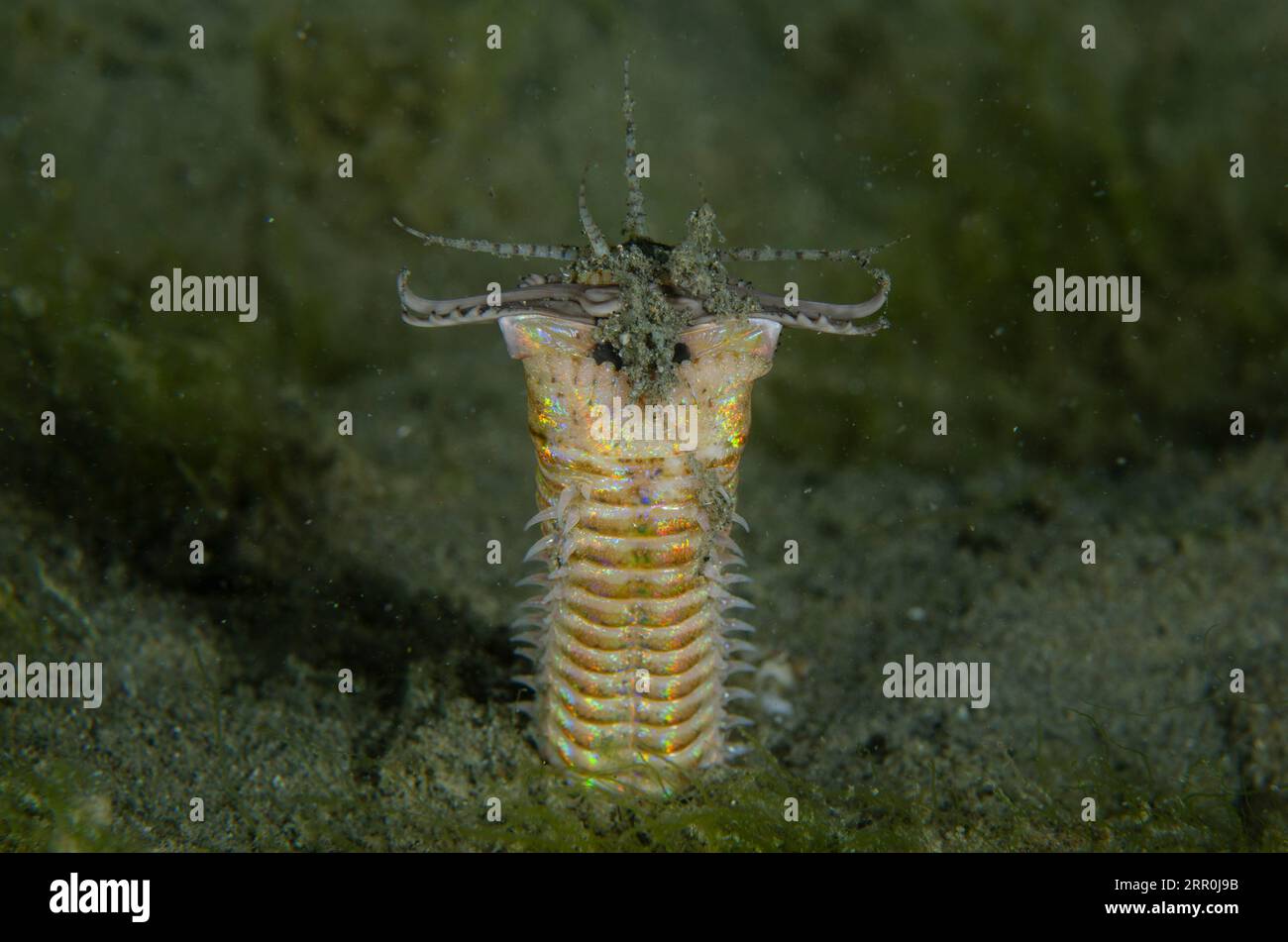 Bobbit Worm, Eunice aphroditois, Bandara dive site, night dive, Weda, Halmahera, North Maluku, Indonesia, Halmahera Sea Stock Photo