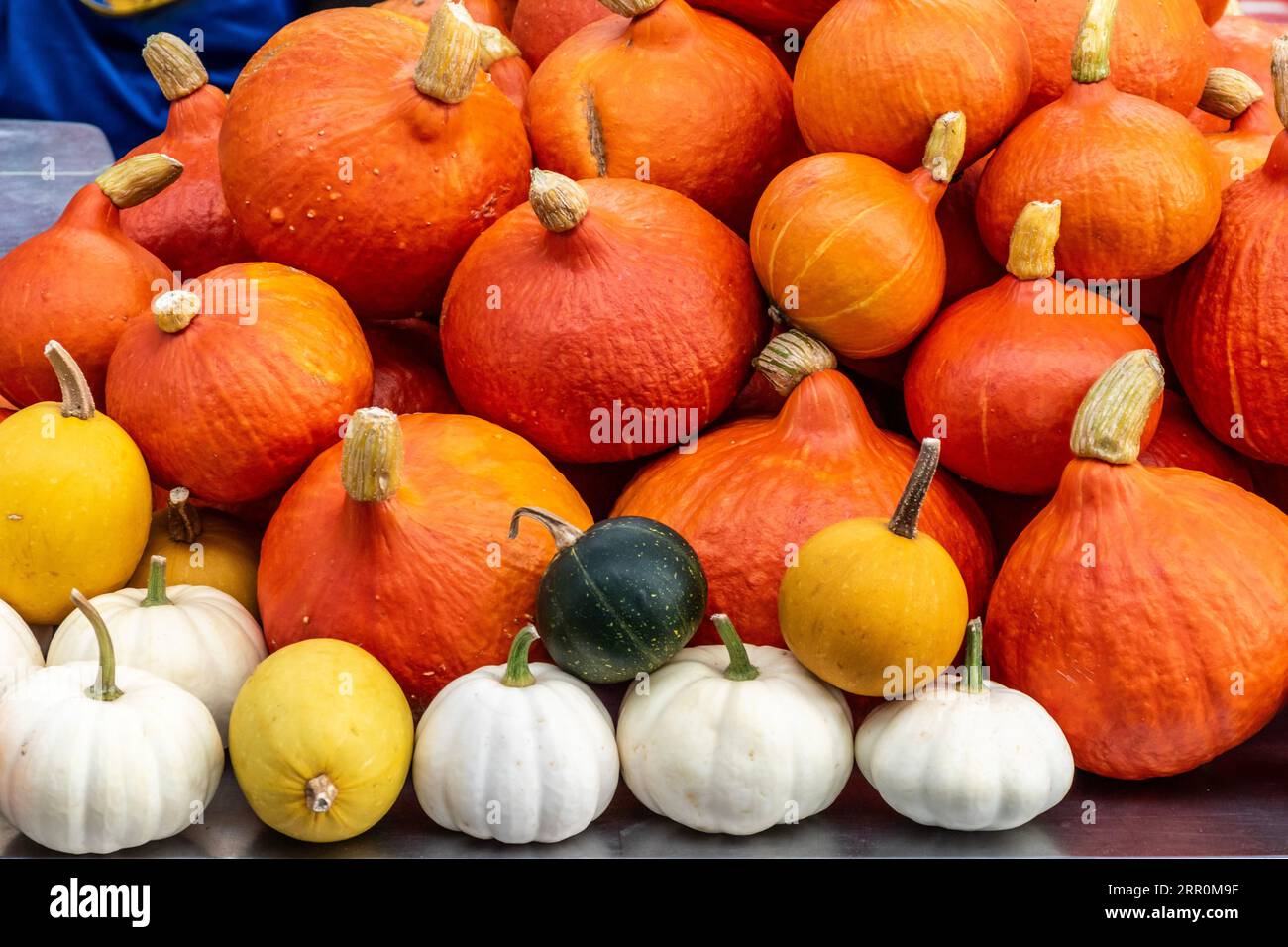 Pumpkin fruits are a type of botanical berry known as a pepo