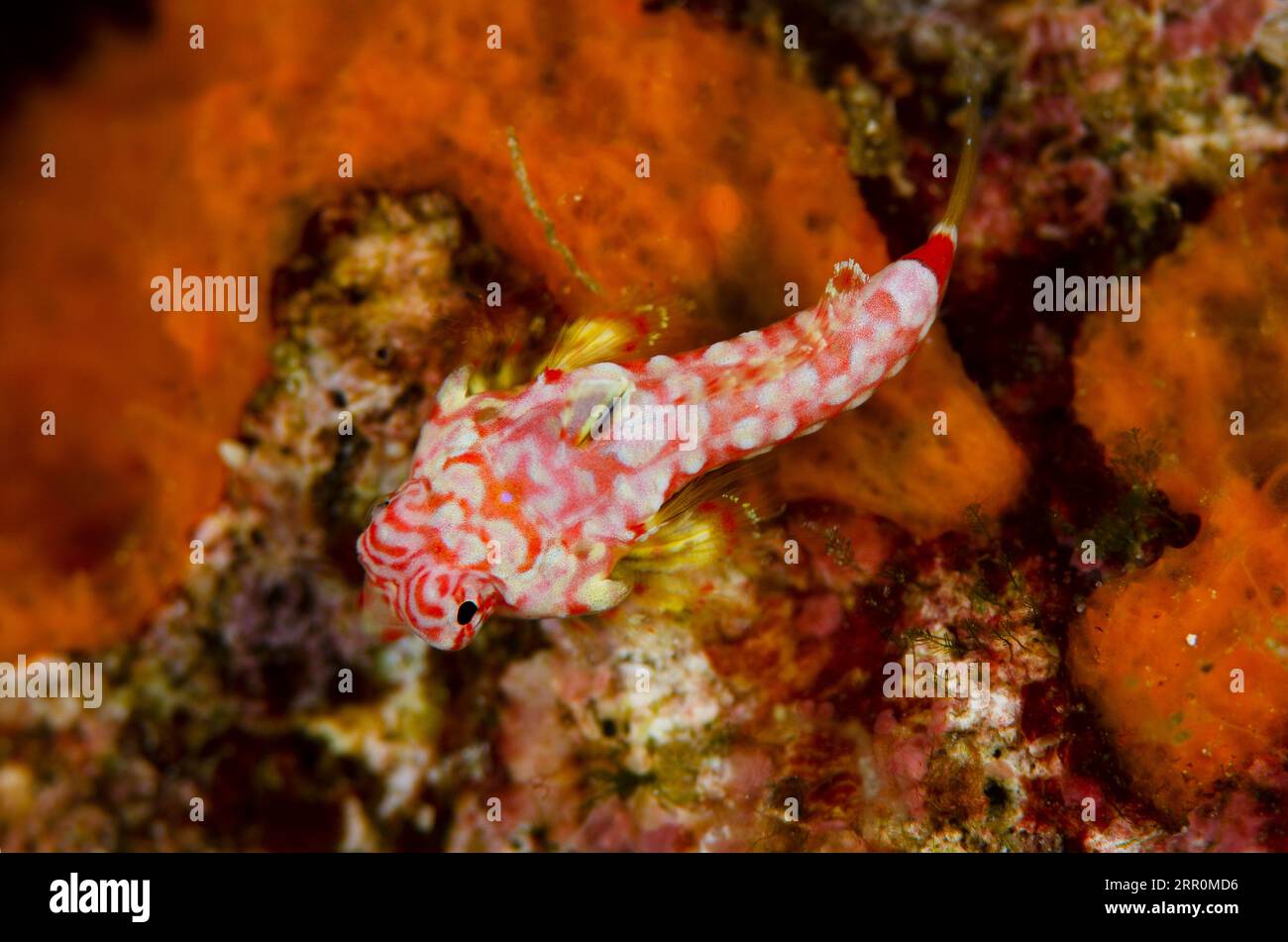 Starry Dragonet, Synchiropus stellatus, Gorango Mini dive site, Weda, Halmahera, North Maluku, Indonesia, Halmahera Sea Stock Photo