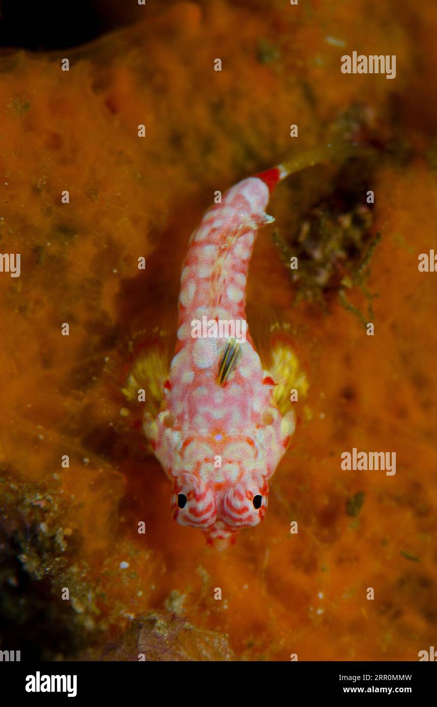 Starry Dragonet, Synchiropus stellatus, Gorango Mini dive site, Weda, Halmahera, North Maluku, Indonesia, Halmahera Sea Stock Photo