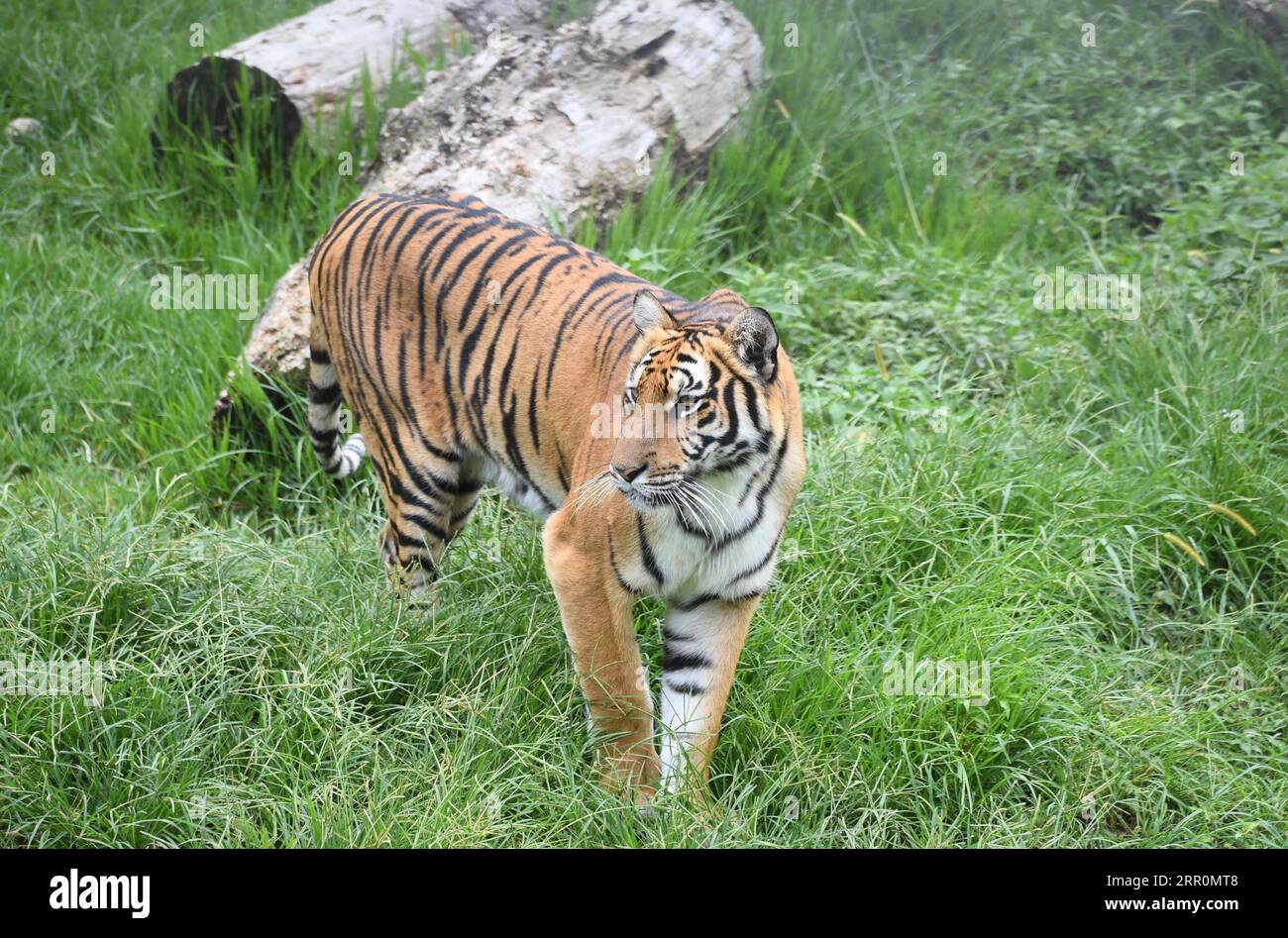 200820 -- LONGYAN, Aug. 20, 2020 -- A South China Tiger is seen in the Meihua Mountains Nature Reserve in Longyan, southeast China s Fujian Province, Aug. 19, 2020. Meihua Mountains is known as the home of the South China Tiger, one of the world s most endangered animals.  CHINA-FUJIAN-SOUTH CHINA TIGERS-NATURE RESERVE CN LinxShanchuan PUBLICATIONxNOTxINxCHN Stock Photo