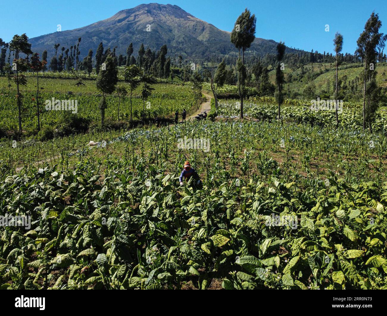 Picking tobacco hi-res stock photography and images