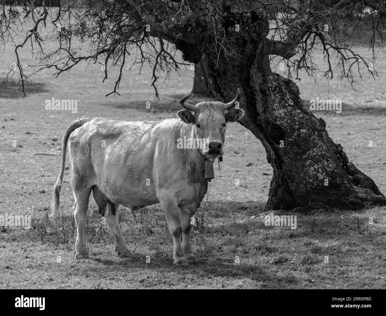Single cow in a field Black and White Stock Photos & Images - Alamy
