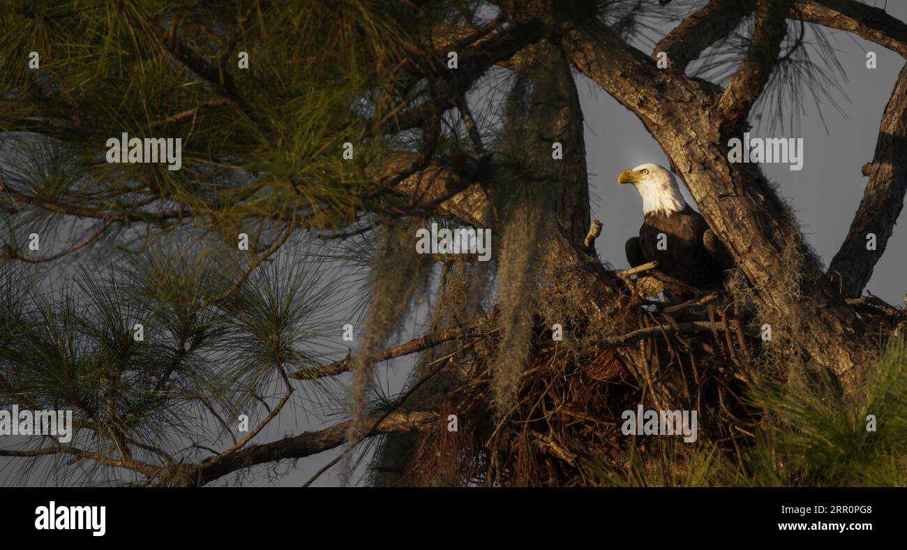 A majestic bald eagle perched atop a tree branch surveying its surroundings with a watchful gaze. Stock Photo