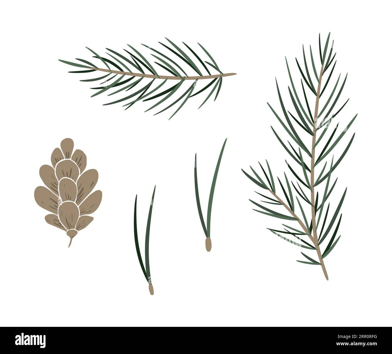 Set of pine branch and cones. Digital cone and twig of conifers ...
