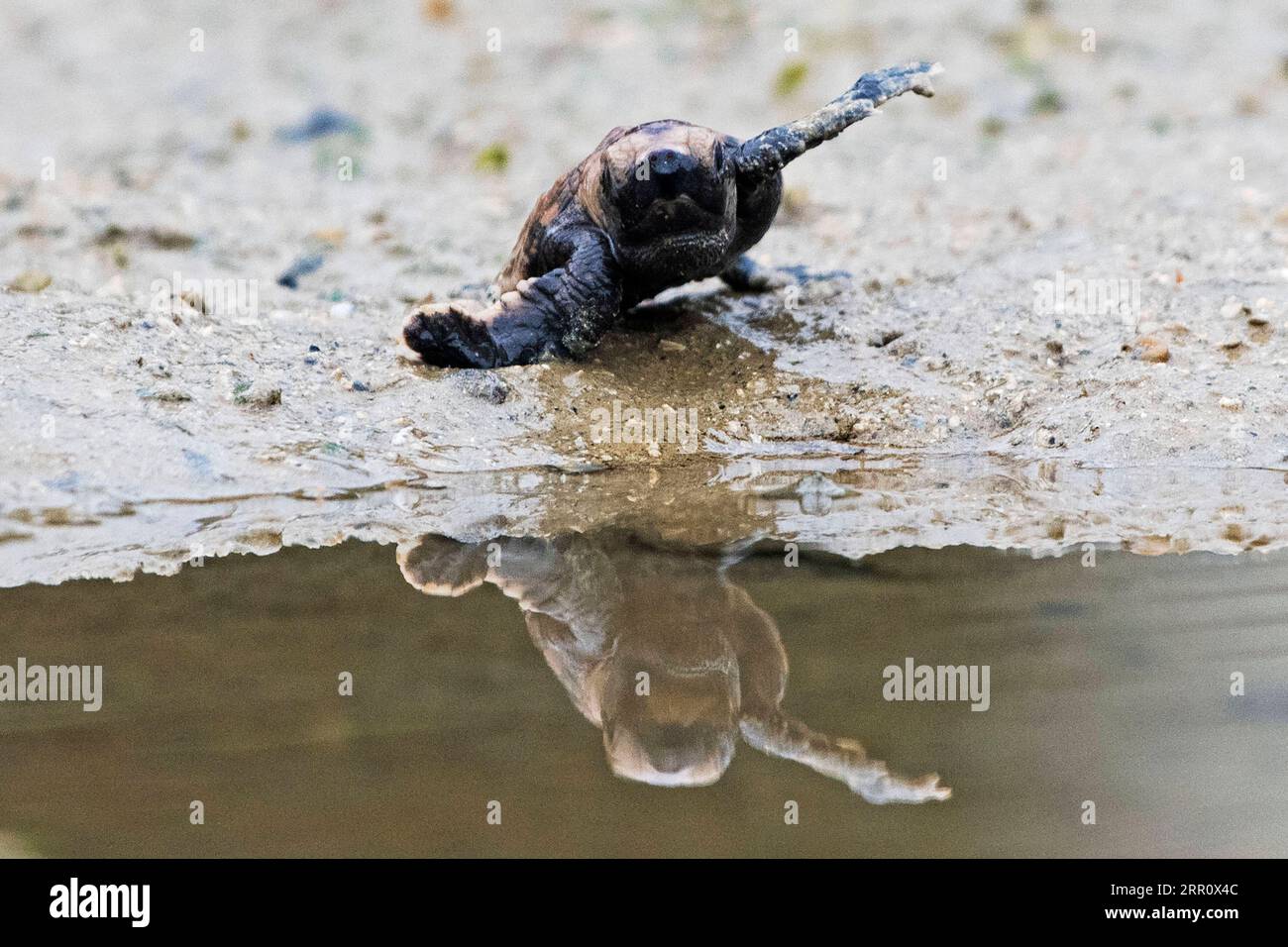 200828 -- BEIJING, Aug. 28, 2020 -- A newly hatched Hawksbill sea turtle hatchling makes its way towards the open sea at the turtle hatchery in Singapore s Sisters Islands Marine Park on Aug. 23, 2020. Photo by /Xinhua XINHUA PHOTOS OF THE DAY ThenxChihxWey PUBLICATIONxNOTxINxCHN Stock Photo
