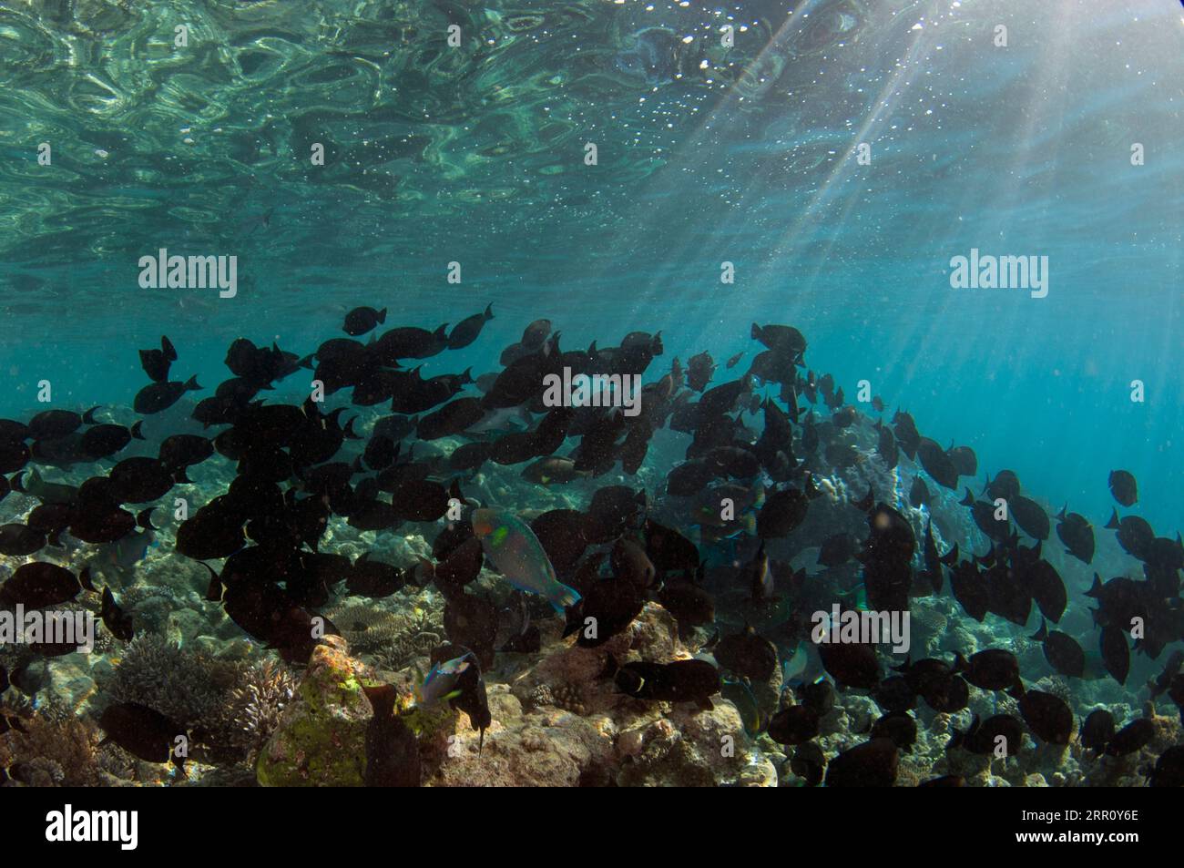 School of Ringtail Surgeonfish, Acanthurus blochii, with Parrotfish, Scaridae Family, and sunrays, Cape Kri dive site, Dampier Strait, Raja Ampat, Wes Stock Photo
