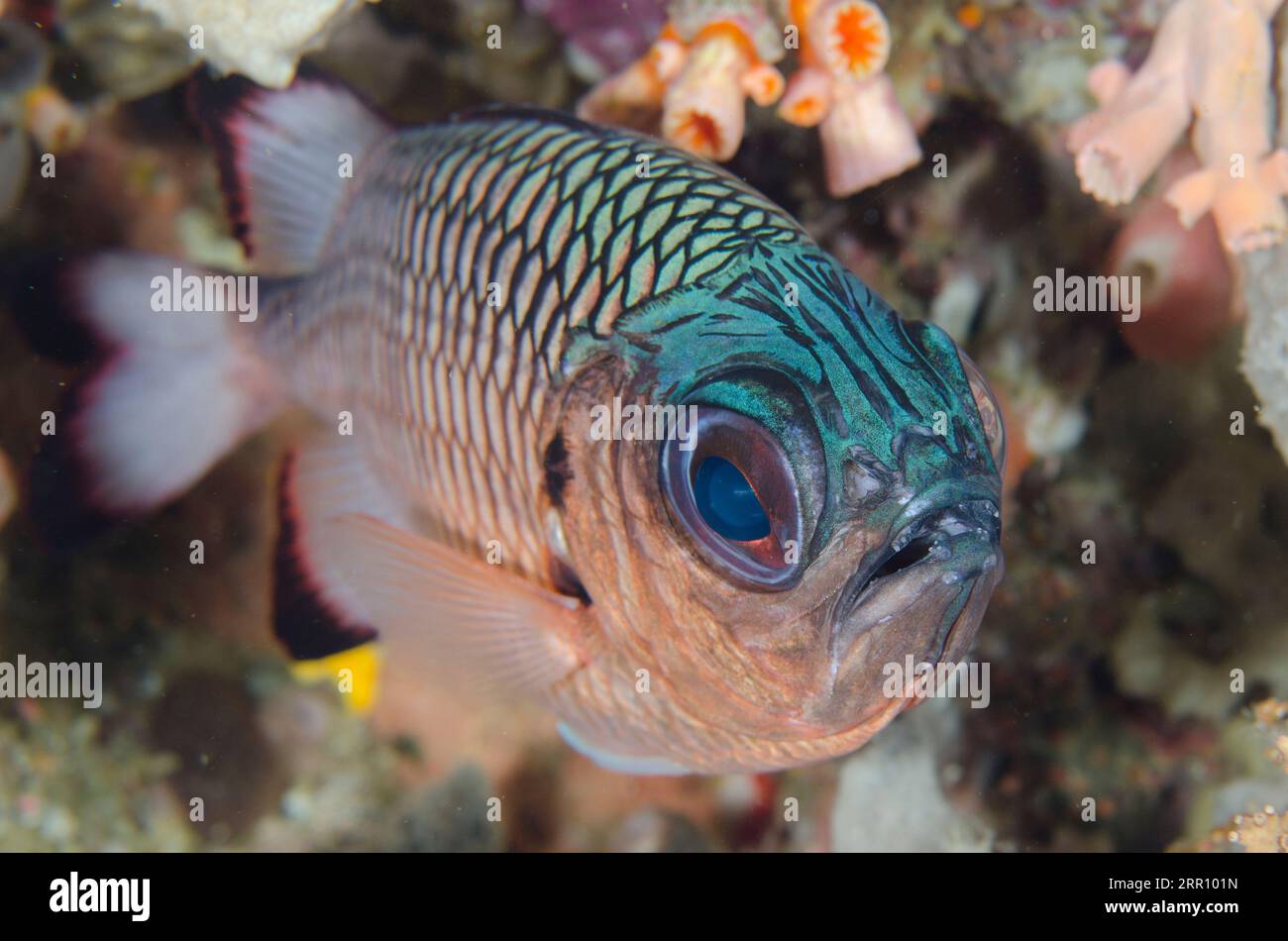 Shadowfin Soldierfish, Myripristis adusta, Sardine Reef dive site, Dampier Strait, Raja Ampat, West Papua, Indonesia Stock Photo