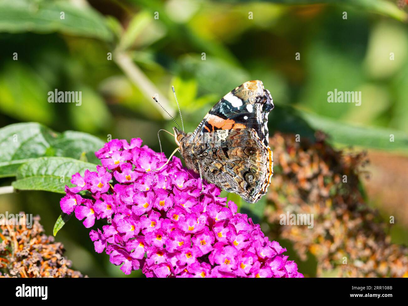 The Red Admiral is a vividly coloured butterfly with a distinctive red ...