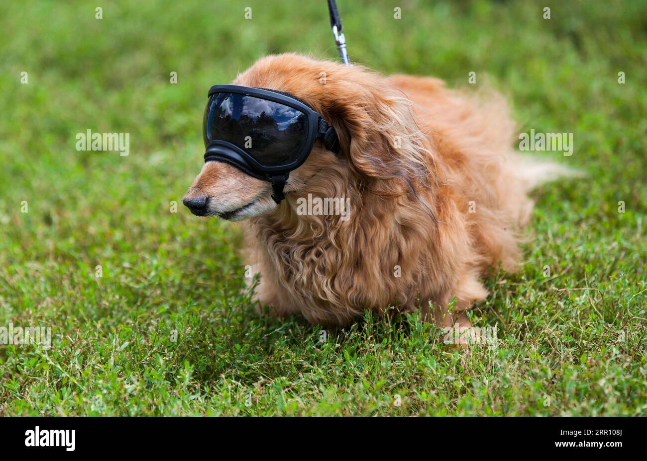 200831 -- BEIJING, Aug. 31, 2020 -- A pet dog wearing goggles poses for photos during the 2020 Party 4 Paws event in a park in Toronto, Canada, on Aug. 30, 2020. Photo by /Xinhua XINHUA PHOTOS OF THE DAY ZouxZheng PUBLICATIONxNOTxINxCHN Stock Photo