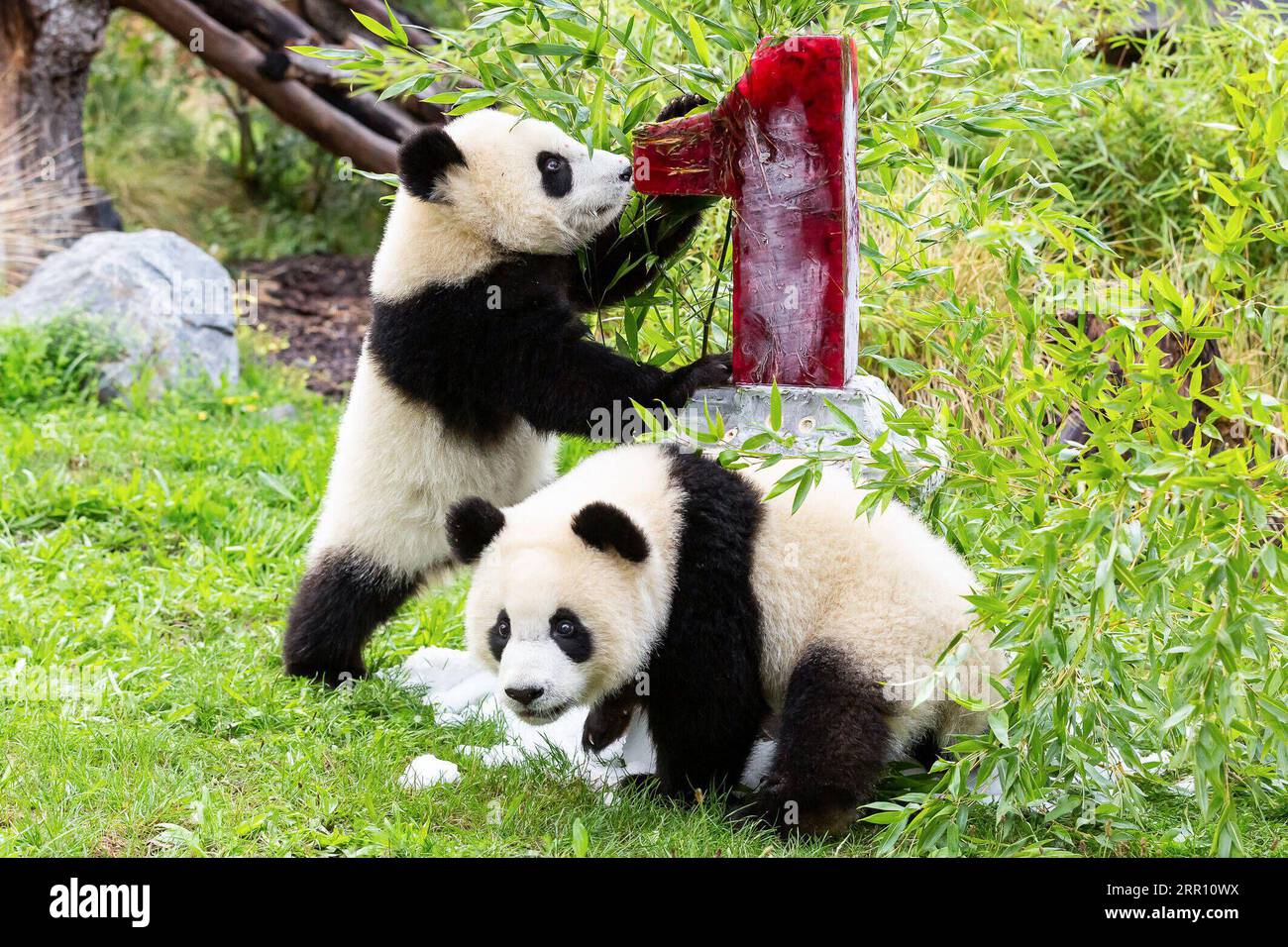 Bilder des Jahres 2020, Entertainment 09 September Entertainment Themen der Woche KW36 Bilder des Jahres 2020, Entertainment 08 August News Bilder des Tages 200831 -- BERLIN, Aug. 31, 2020 -- Giant panda twins Meng Xiang and Meng Yuan are seen near their birthday cake at Berlin Zoo in Berlin, capital of Germany, Aug. 31, 2020. The giant panda twins Meng Xiang and Meng Yuan, which were the first-ever twin giant pandas born in Germany, celebrated their first birthday at the zoo on Monday. Berlin Zoo/Handout via Xinhua FOR EDITORIAL USE ONLY GERMANY-BERLIN-GIANT PANDA TWINS-1ST BIRTHDAY CELEBRATI Stock Photo