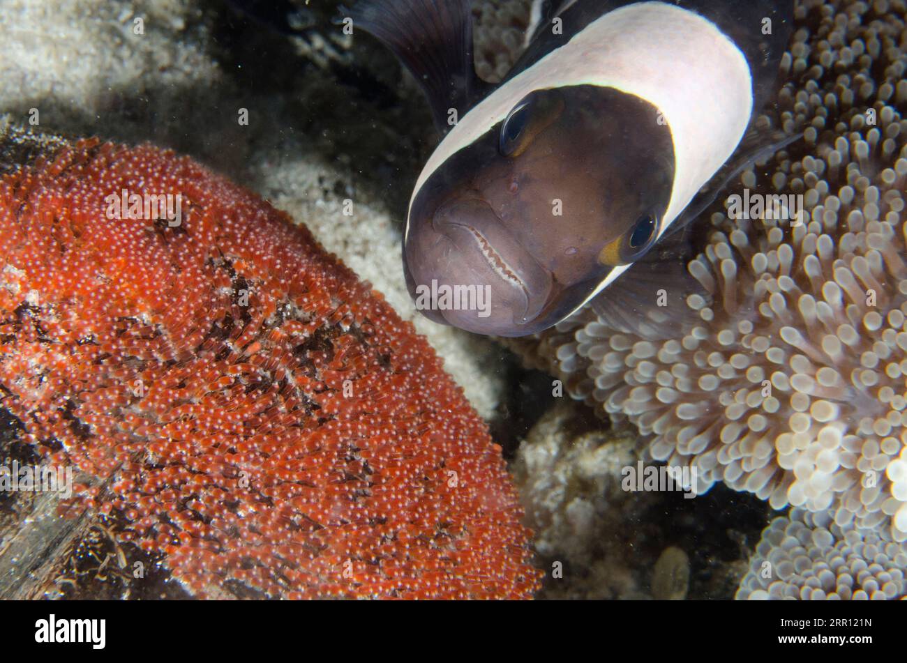 Saddleback Anemonefish, Amphiprion polymnus, with eggs, night dive, Sakokreng Jetty dive site, Dampier Strait, Raja Ampat, West Papua, Indonesia Stock Photo