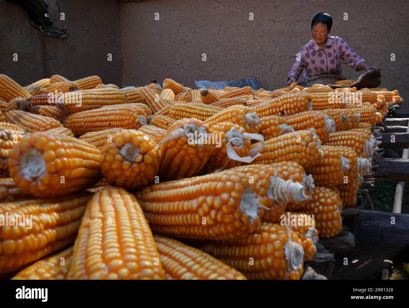 200902 -- SONGXIAN, Sept. 2, 2020 -- A villager dries corns at her yard in Dawanggou Village in Deting Town of Songxian County, Luoyang City, central China s Henan Province, Sept. 2, 2020. Dawanggou Village, located in a mountainous area, used to be an impoverished village. In recent years, the local government has made efforts in improving the living conditions of the villagers, carrying out relocation and renovation work. By improving the appearance of the village, rural tourism has been developed, which helps people here get rid of poverty without working far away from home.  CHINA-HENAN-VI Stock Photo