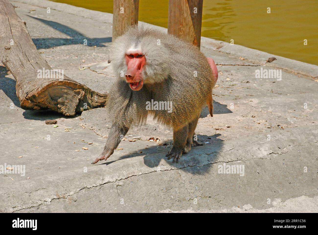 longhaired redfaced baboon monkey Stock Photo Alamy