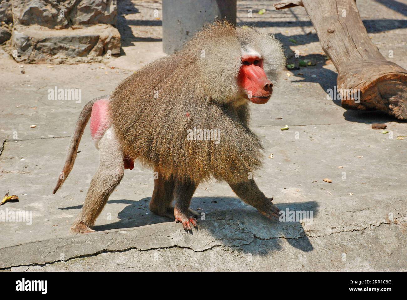 longhaired redfaced baboon monkey Stock Photo Alamy