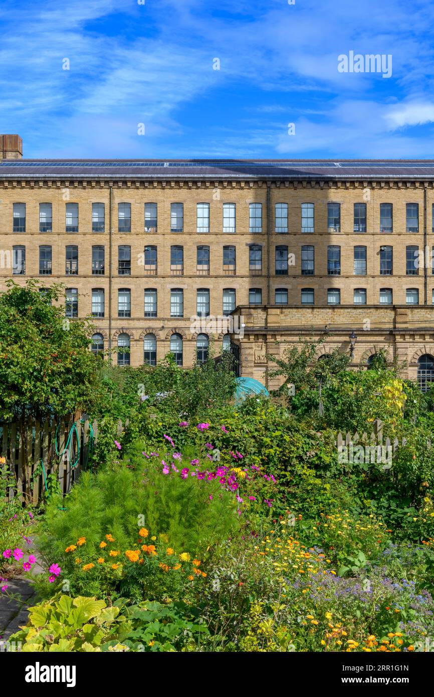 Saltaire allotments, for those living in Saltaire village, built by Titus Salt. His huge factory Salts Mill built in 1852 is in the background. Stock Photo