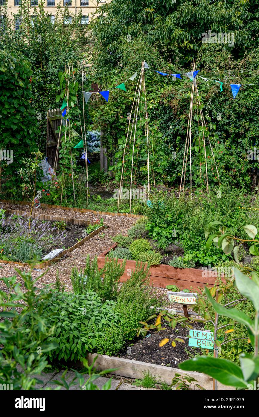 Herbs grown in old fashioned allotments in Saltaire, West Yorkshire. Allocated for those workers living in Saltaire village, built by Titus Salt. Stock Photo